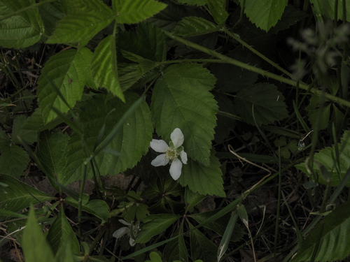 Common Dewberry