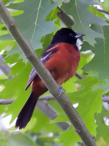 Orchard Oriole