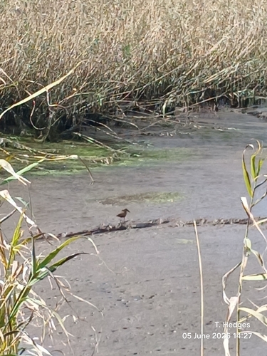 iNaturalist image