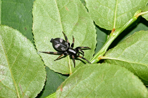 Kishidaia conspicua