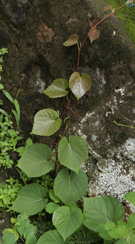 Cissus repanda