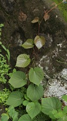 Cissus repanda