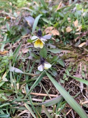 Viola arvensis