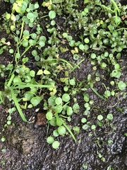 Hydrocotyle tribotrys