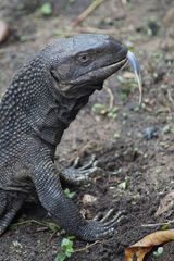 Varanus albigularis