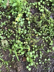 Hydrocotyle tribotrys
