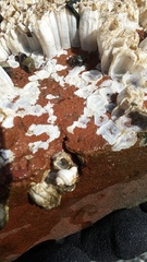 Pagurus hirsutiusculus