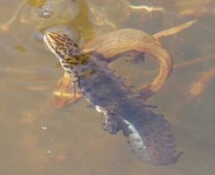 Lissotriton vulgaris