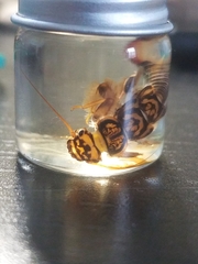 Acroneuria carolinensis