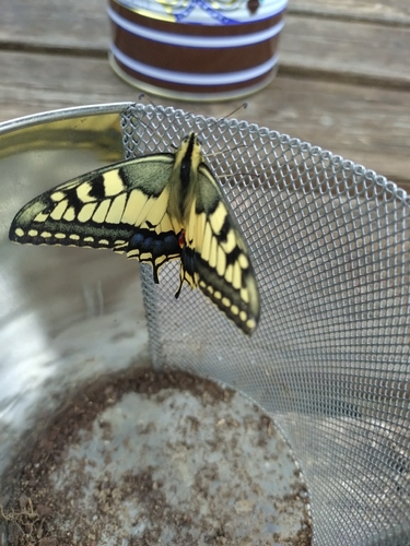 Old World Swallowtail