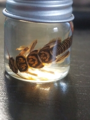 Acroneuria carolinensis