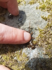 Acroneuria carolinensis