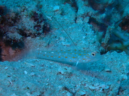Ctenogobiops tangaroai observed 2026-05-10