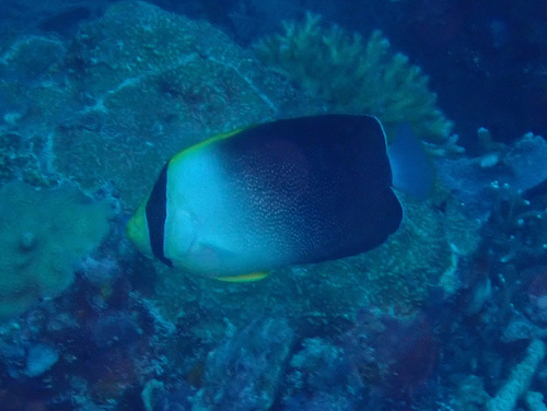 Chaetodontoplus poliourus observed 2026-05-10