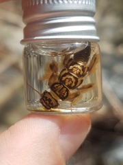 Acroneuria carolinensis