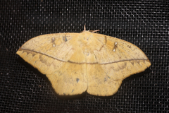 Lonomia electra