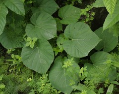 Cissus repanda