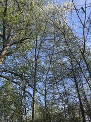 Cerasus