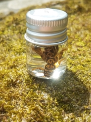 Acroneuria carolinensis