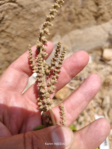 green amaranth