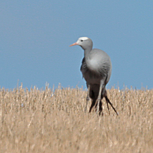 iNaturalist: (c) wicus leeuwner, some rights reserved (CC BY-NC), uploaded by wicus leeuwner iNaturalist image