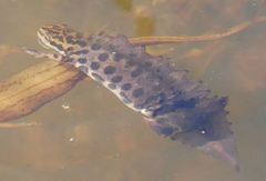 Lissotriton vulgaris