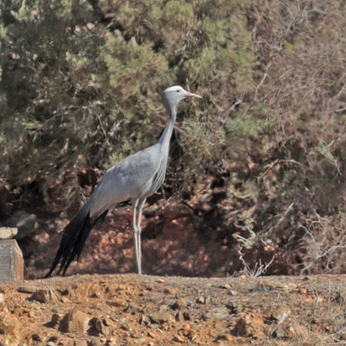 iNaturalist: (c) wicus leeuwner, some rights reserved (CC BY-NC), uploaded by wicus leeuwner iNaturalist image