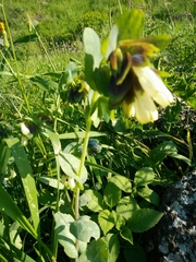 Cerinthe palaestina