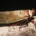 Copidocephala guttata - Photo (c) Logan Crees,  זכויות יוצרים חלקיות (CC BY-NC), הועלה על ידי Logan Crees