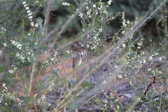 Acanthiza inornata