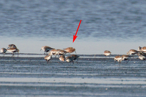 iNaturalist image