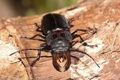 Mallodon chevrolatii