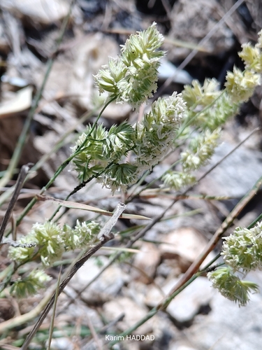 Dactylis glomerata hackelii
