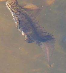 Lissotriton vulgaris