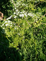 Anthriscus lamprocarpus