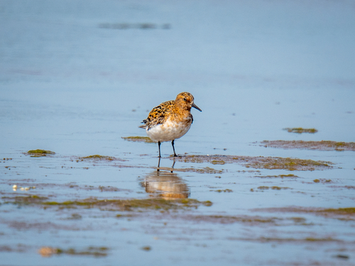 iNaturalist image