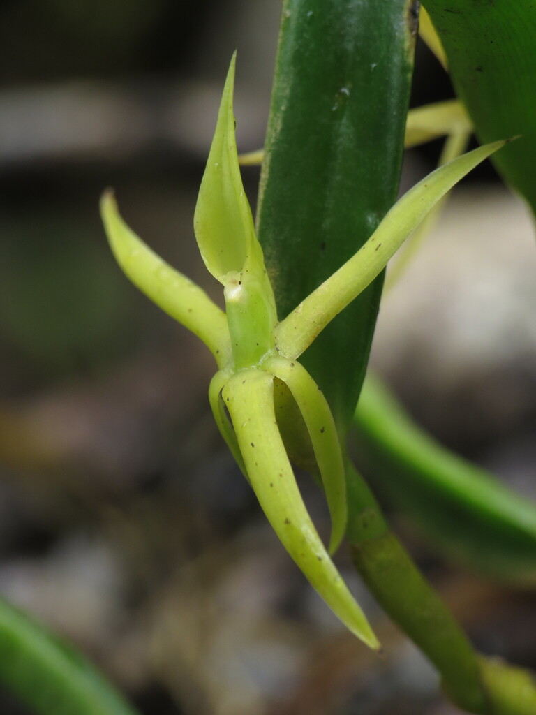 Epidendrum oxyglossum Schltr.