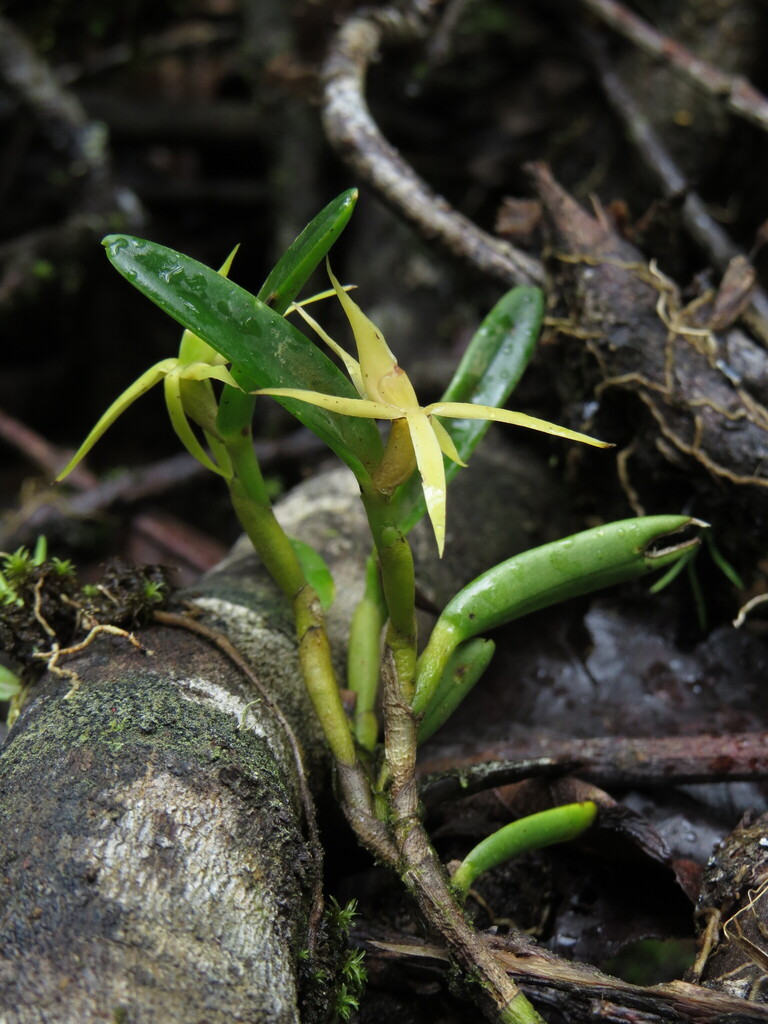 Epidendrum oxyglossum Schltr. 2