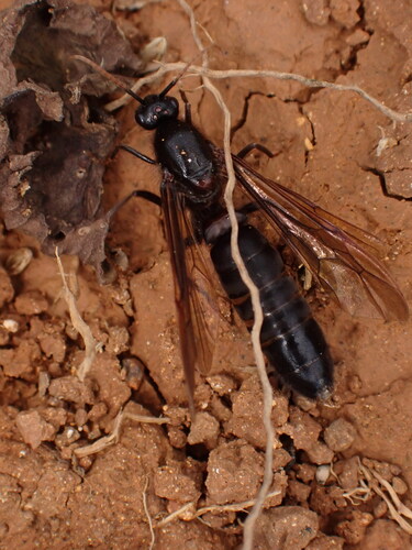 Labidus curvipesLabidus curvipes