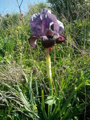 Iris atrofusca