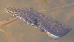 Lissotriton vulgaris