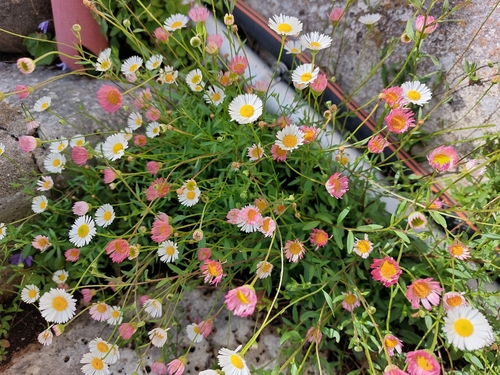 Mexican Fleabane