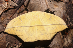 Lonomia electra