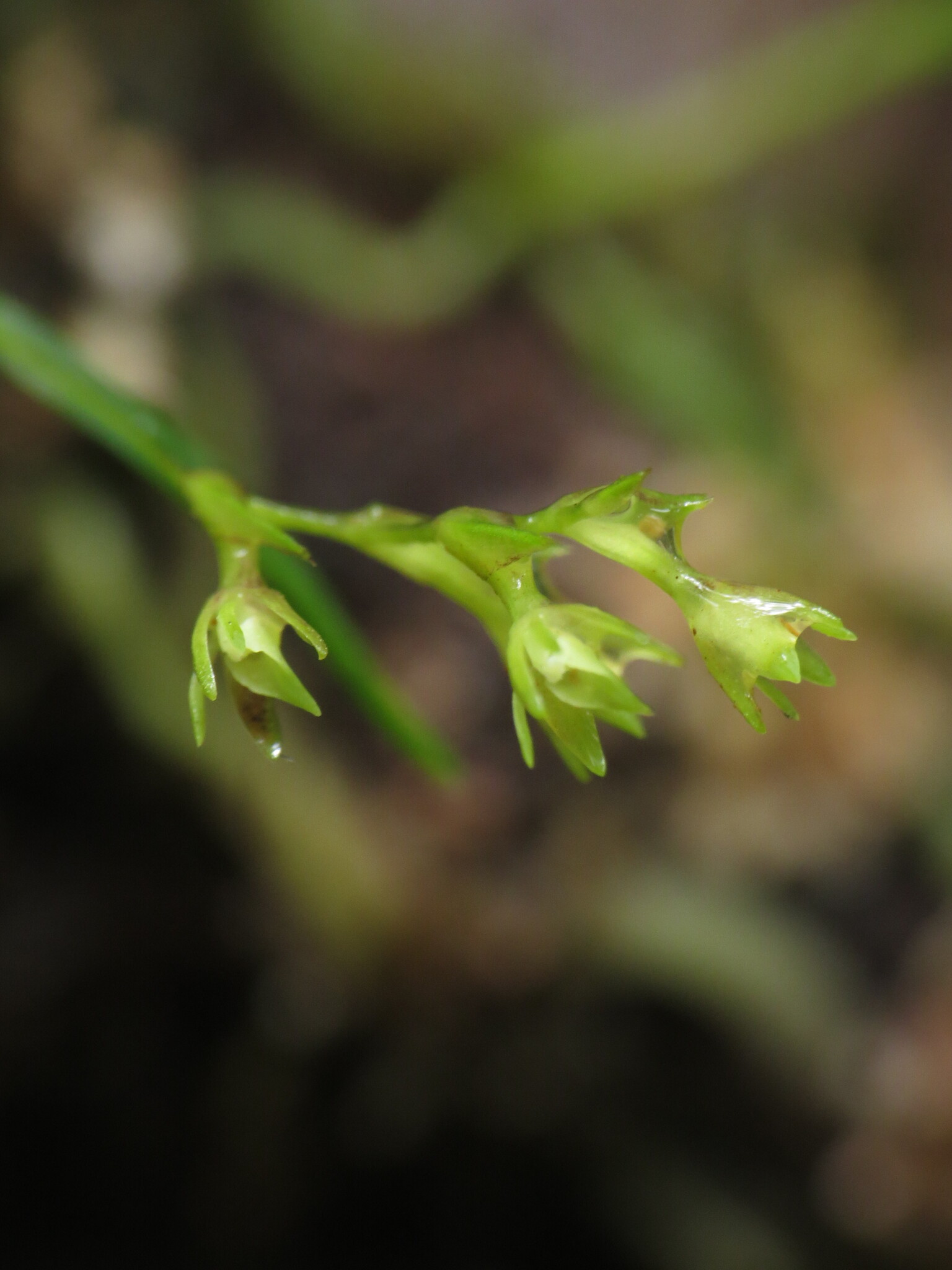 Epidendrum miserrimum Rchb.f.