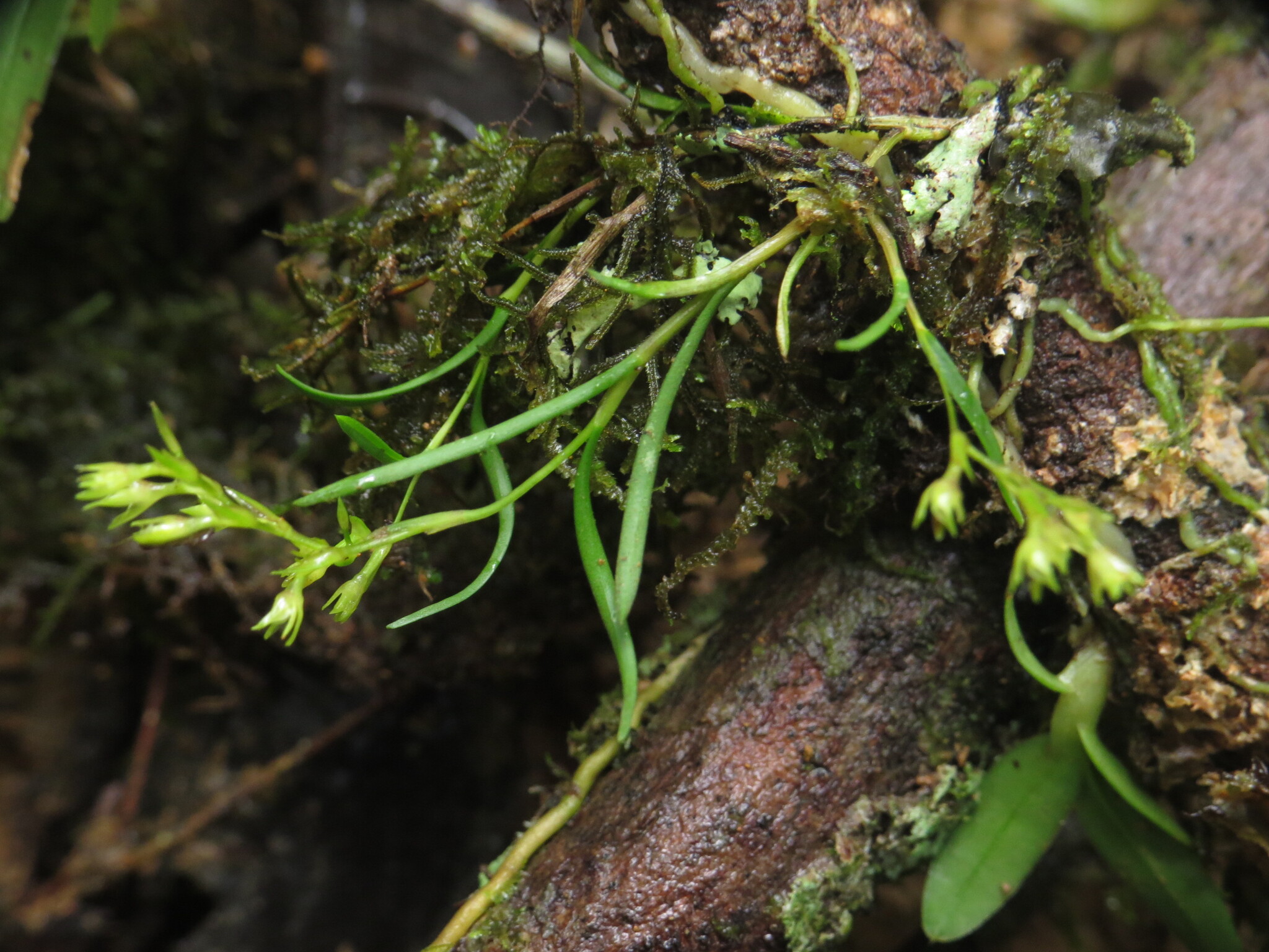 Epidendrum miserrimum Rchb.f. 2