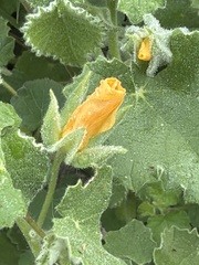 Abutilon wrightii, photograph (c) Scott Holt, some rights reserved (CC BY-SA)