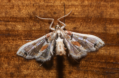 Neoleucinodes
