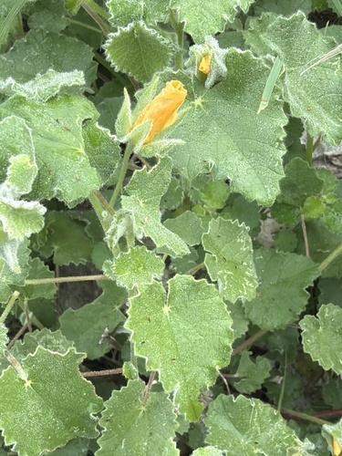 Abutilon wrightii, photograph 5