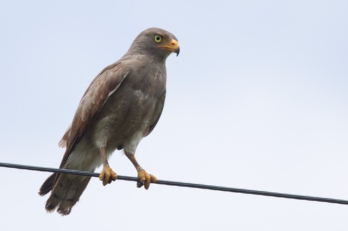 Rufous-winged Buzzard