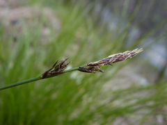 Carex lucorum